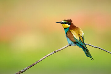 European bee-eater perched on a branch with colorful background
