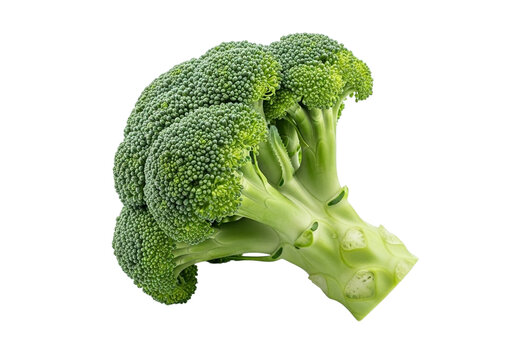A fresh head of broccoli isolated on transparent background