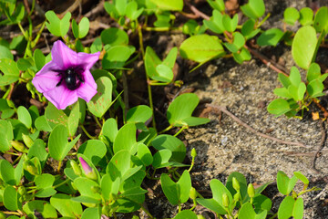 Purple Morning Glory with Pollinating Bee on Rocky Ground