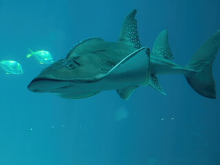 Fish swimming in water