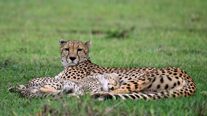 Cheetah mother resting with her cub in the Masai Mara, Kenya