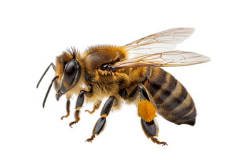 A detailed closeup of a honey bee with its wings spread, isolated on transparent background