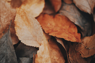 autumn leaves on the ground