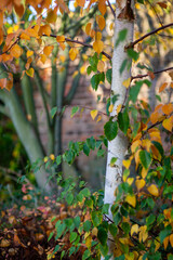 autumn fall yellow and green leaves against silver and green tree trunks in a garden in East Yorkshire, England, UK
