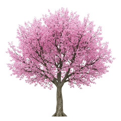 Beautiful pink cherry blossom tree isolated on transparent background