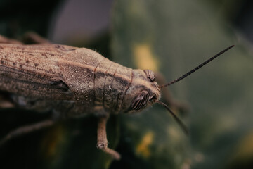 Cricket perched on a leaf, photographed with a macro lens. The image highlights the insect's anatomical details.