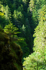 Forest in a mountain gorge