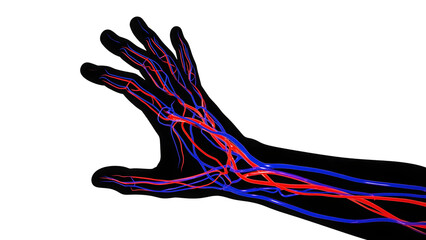 Human hand arteries and veins highlighted in red and blue isolated on a transparent background