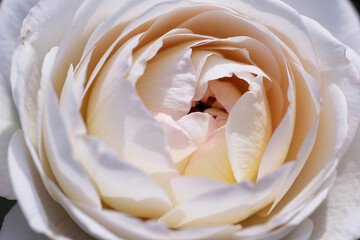 Discover the delicate beauty of a soft blush rose, its layered petals unfurling in gentle sunlight, perfect for expressing love and elegance.