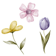 Watercolor floral illustrations with soft spring flowers