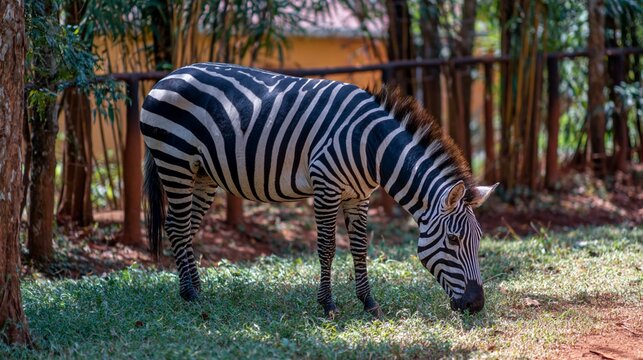 Majestic zebra grazing peacefully in a lush woodland enclosure, showcasing its distinctive black and white striped coat against a serene green background of trees and grass