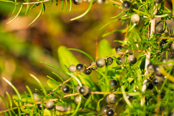 針葉樹についた光沢のある黒い実のマクロ撮影