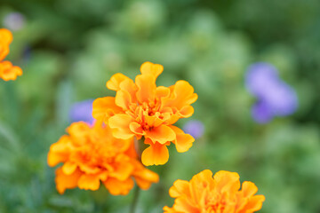 鮮やかなオレンジ色のマリーゴールドの花