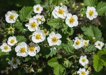 Young strawberry plants are covered with white flowers. Growing strawberries in the spring.