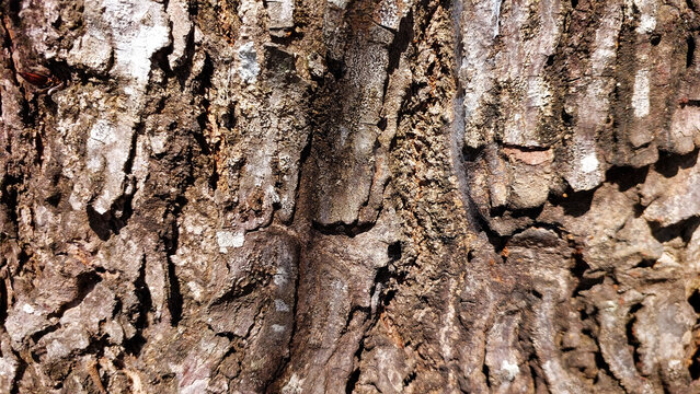 Vertical extreme close-up of deeply furrowed and rugged tree bark texture with strong shadows.
