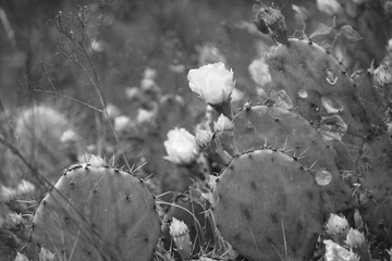 Floral blooms on prickly pear cactus closeup in black and white during spring season in Texas landscape, natural plant in environment.