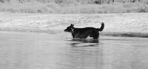Pet dog in pond water for active lifestyle in black and white.