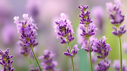 Obraz premium Vibrant stalks of purple blossoms display delicate florets in soft daylight