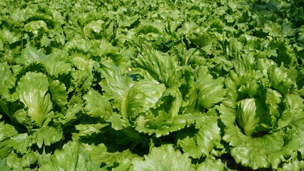 An immersive full-frame close-up on the highly textured surface of a fresh garden lettuce leaf, the focus is incredibly sharp on the detail and structure of the Lactuca sativa plant