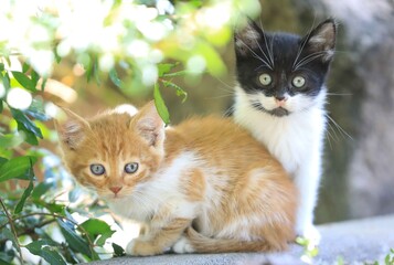 two little kittens