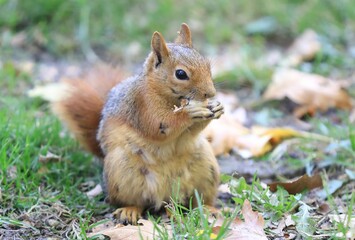 squirrel in the park