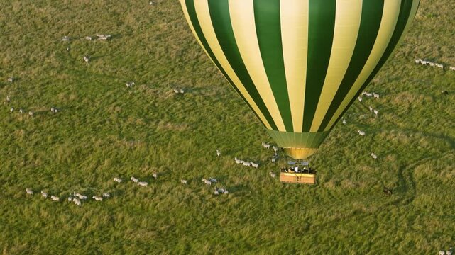 Hot air balloon floats low above scattered zebra herd grazing in Maasai Mara National Reserve, Kenya.