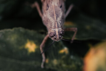 Cricket perched on a leaf, photographed with a macro lens. The image highlights the insect's anatomical details.