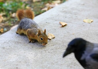 squirrel eating nuts
