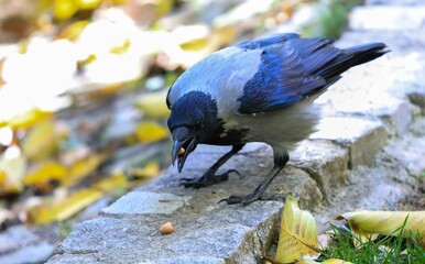 fıstık yiyen leş kargası