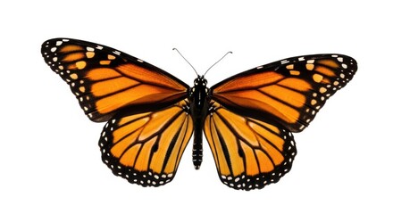 Fototapeta premium Vibrant monarch butterfly with intricate wing patterns isolated on white