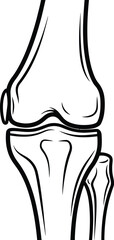Simple line drawing of a human knee joint anatomy