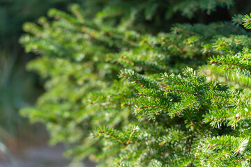 Dense Norway spruce Picea abies branches forming a lush hedge. Bright midday light sparkles on the needles.