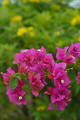 Fototapeta premium A bouquet of bright pink bougainvillea flowers is in full bloom.