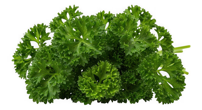 Fresh green curly parsley leaves for culinary use and garnish - Powered by Adobe