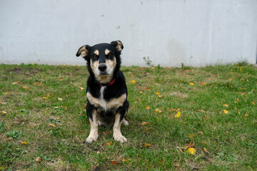Small black and tan dog sitting on grass in front of a plain white wall, looking toward the camera.