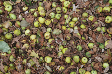 Windfall apples lying on the ground among dry leaves, showing natural autumn decay and orchard...