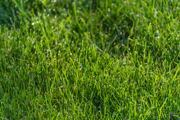 Close view of wet grass blades with shimmering dew. Vivid green fills the frame.