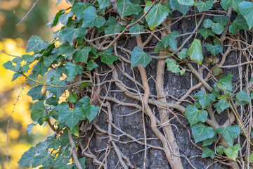 English ivy Hedera helix climbs a tree trunk. Twisting vines and glossy leaves create a living pattern.