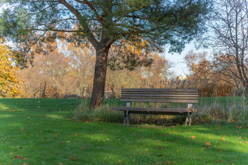 Park bench beneath a spreading tree on a sunny day. Autumn tones paint the background.