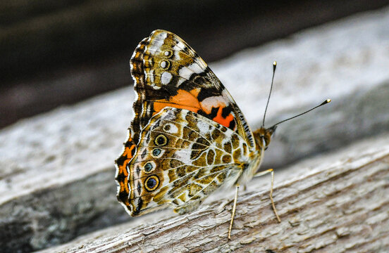La Belle-Dame ou Vanesse des chardons