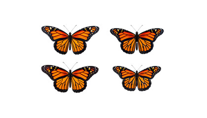 Colorful monarch butterflies fly in a summer garden close-up, isolated on white
