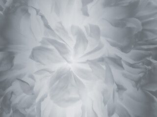 モノトーンマクロ花びら　背景