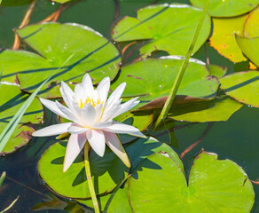 eautiful white lilie © AVD