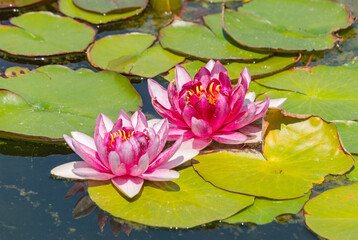 closeup beautiful pink lilie
