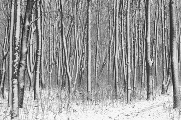 Fototapeta premium Black and white winter landscape with snow covered trees in cold frosty winter weather with white icy snow