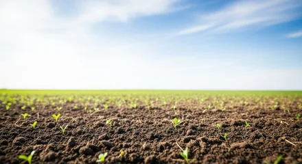 A field of green shoots against a blue sky with white clouds. © Sim