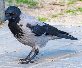 Obraz premium big black crow