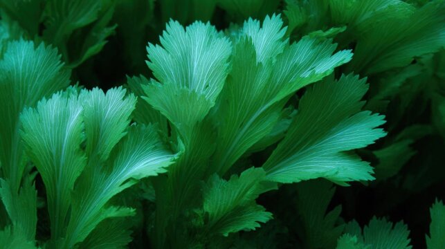 Close-up of a group of green leaves. the leaves are arranged in a cluster and appear to be fresh and healthy. they have a serrated edge and are a vibrant green color.
