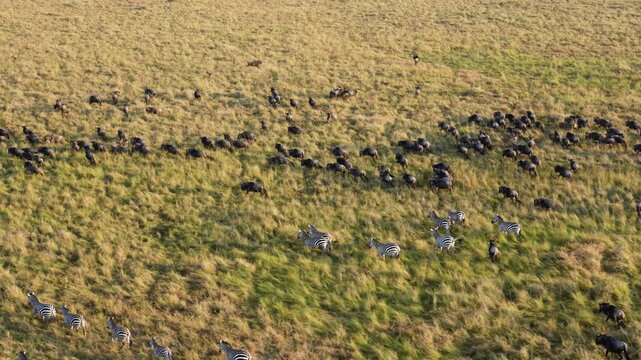 Aerial footage from hot air balloon showing zebra herd running in formation across green savanna grassland in Maasai Mara National Reserve, Kenya. Wildlife migration view.