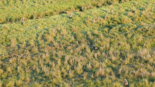 An aerial shot, likely from a hot air balloon, shows a small group of spotted hyenas running across the vast green and gold savanna of Maasai Mara National Reserve Kenya.